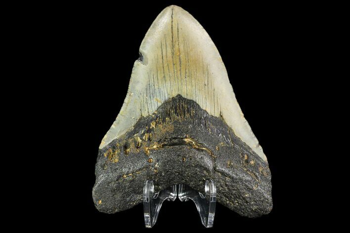 Fossil Megalodon Tooth - North Carolina #109851